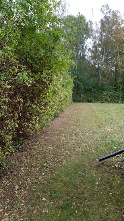 die sauber frisierte Hecke