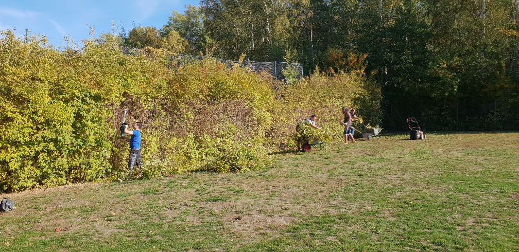 Hecke schneiden 1