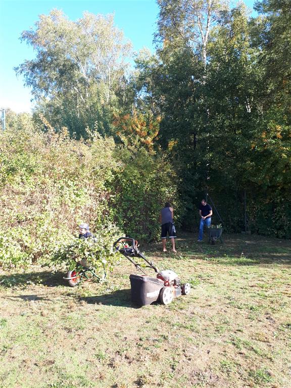 Hecke schneiden 2