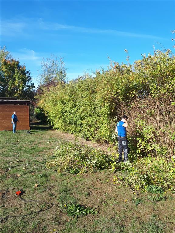 Hecke schneiden 3