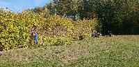 Hecke schneiden 1