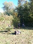 Hecke schneiden 2