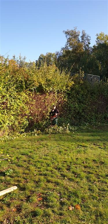 Die Hecke vorher
