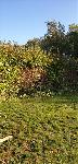 Die Hecke vorher