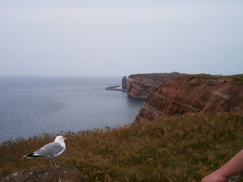 Die lange Anna mit Lummenfelsen und Möwe