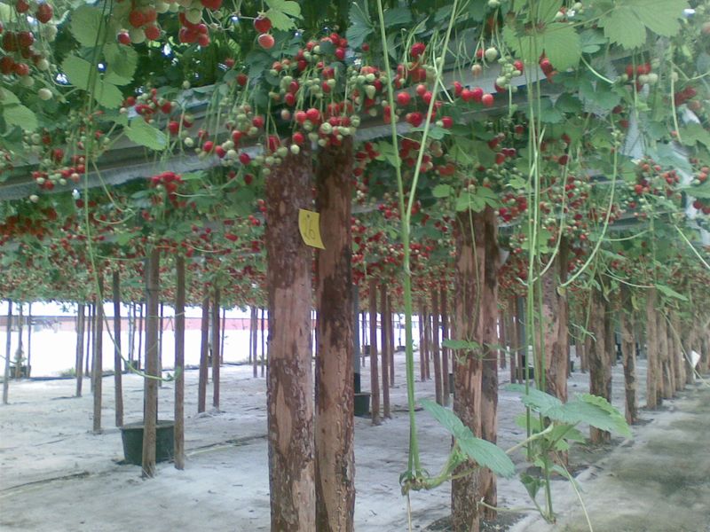 trotzdem sind noch Erdbeeren übrig geblieben